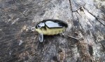 wobler HEGEMON Scarab dł.3cm / 2,6gr / pływający / kolor Biało-czarny