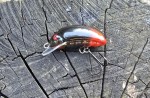 wobler HEGEMON Gusano dł.3,5cm / 2,5gr / pływający /  kolor czarno czerwony odwłok