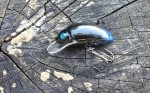 wobler HEGEMON Gusano dł.3,5cm / 2,5gr / pływający /  kolor czarno niebieski odwłok