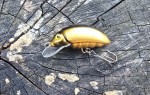 wobler HEGEMON Gusano dł.3,5cm / 2,5gr / pływający /  kolor złoto czarny grzbiet
