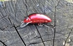 wobler HEGEMON Gusano dł.3,5cm / 2,5gr / pływający /  kolor śliwkowo czarny