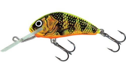 Gold Fluo Perch 2 kotw..jpg