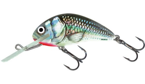 Holographic Grey Shiner 2 kotw..jpg